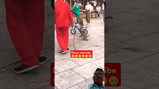 Monkey cycle monkey funny animals cute 👍👍👍💯💯🐈🐈🥺🥺🥺🥺😅😅😅😅 [upl. by Adnohr]