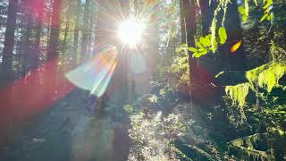 Smith River Jedediah Smith Redwoods State Park [upl. by Enait825]