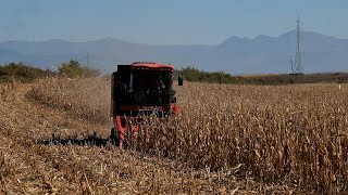 Agronomi Beqaj Rendimentet e misrit këtë vit kanë qenë jo shumë të favorshme [upl. by Fazeli707]