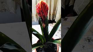 Guzmania propagation nature garden plants propagation music instrumental song [upl. by Aekerly]