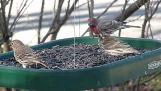 Purple Finch vs House Finch comparison with feeder birds [upl. by Cissy]