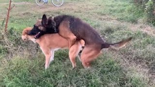 Golden Retriever Picks Apples For HisBunny Dog 🐩 The Dodo🦮 [upl. by Inaleon853]