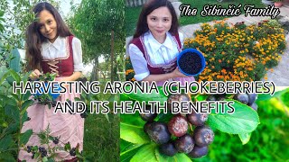 HARVESTING ARONIA CHOKEBERRIES AND ITS HEALTH BENEFITS  EVERYTHING YOU NEED TO KNOW ABOUT ARONIA [upl. by Adnilrem]