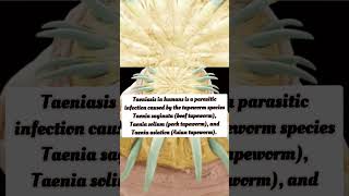 Taeniasis Causes parasite disease tapeworm shorts facts amazingfacts viral interestingfacts [upl. by Etsirhc]