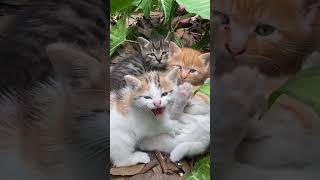 Cute animals funny videos [upl. by Dolly]