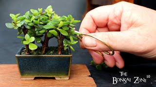 My Portulacaria afra Baobab Style Forest Show Prep Part 2 The Bonsai Zone Sept 2023 [upl. by Ynner]