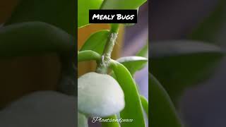 Mealy Bugs on Jade  How to remove mealybugs plants viral tips pestcontrol shorts [upl. by Aynotan]