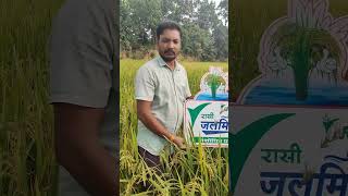 RASI SEED RESEARCH PADDY JALMITRA 140145 DAYS [upl. by Emlynn]