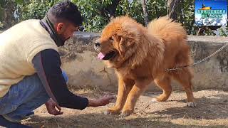 Tibetan Mastiff 3 Thing To Notice Before Buying इतना महंगा कुत्ता खरीदने से पहले क्या देखें [upl. by Adnohsirk542]