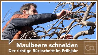 Maulbeerbaum schneiden  Der richtige Schnitt im Frühjahr [upl. by Arehahs]