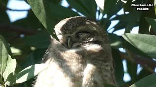 Collared Owlet Sleepy Daytime  Collared Owlet Sound  Collared Owlet Call  Collared Owlet Voice [upl. by Aihsenal]