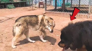 Can a Tibetan Mastiff take down a wolf [upl. by Annaohj365]