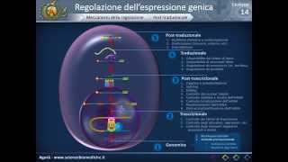 Biologia 14  Regolazione dellespressione genica [upl. by Phila]