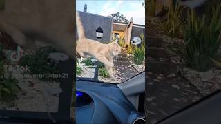 Cat vs Horns 🤣 catsofyoutube himalayancat siamesecat shorts funnycats catmom scarycats [upl. by Dygert54]