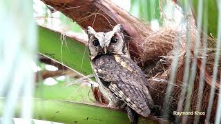 Collared scops owl Otus lettia [upl. by Longmire]