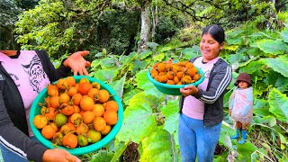 Cosechando narangillas en nuestra finca [upl. by Ellicott299]