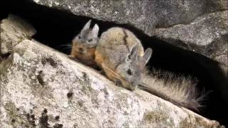 Machu Picchu Viscachas [upl. by Ennaylloh]