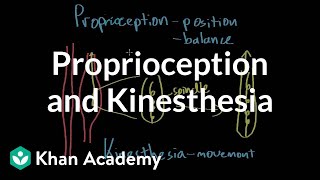 Proprioception and kinesthesia  Processing the Environment  MCAT  Khan Academy [upl. by Gnuy577]