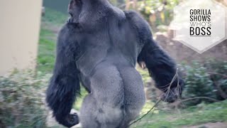 Silverback Gorilla Beats His Chest So Loud amp Display  Shabani  Higashiyama Zoo [upl. by Elga]