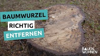 Gartentipp Baumwurzeln richtig entfernen  Stockfräsen Wurzeln entfernen ohne ausgraben [upl. by Enilarac]