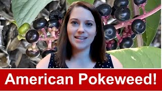 American Pokeweed [upl. by Llertnod]