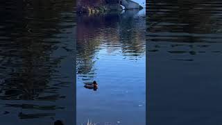 First pond video ducks [upl. by Folger292]