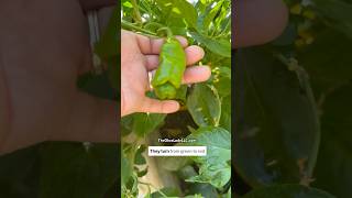 Introducing The Peter Pepper theokraladyllc texasgardener theokraladyllc fallgarden zone8b [upl. by Koressa]