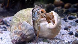 Hermit crab Pagurus bernhardus moving house in native tank in Ireland HD [upl. by Annayat261]