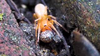 Woodlouse Spider Hunting  Dysdera crocata  London Wildlife [upl. by Eldora]