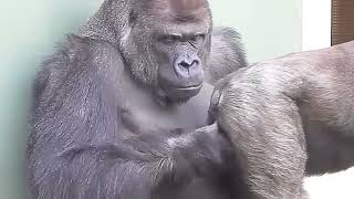 gorilla meeting wow 🤯😁  animal mating  animal breeding  animals meeting 1000subscriber [upl. by Bred593]