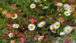 Best flowering Plant for Walls  Spanish Daisy Mexican fleabane  Rock Garden Landscaping [upl. by Aicen]