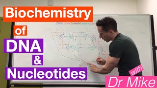 DNA and Nucleotides  Biochemistry [upl. by Madora713]