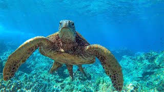 8 Hours  Relaxing Music with Sea Turtles in Hawaii  Great Escapes [upl. by Anaitsirc569]