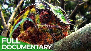 Wildlife Instincts Chameleons  Designed to Hunt  Free Documentary Nature [upl. by Nnyliram]