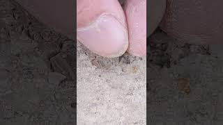 Shark tooth fossil discovered this morning in North Texas [upl. by Eimile]