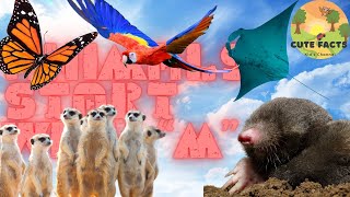 Marvelous and Magnificent M  An Animal Alphabet Adventure  Cute Facts [upl. by Spence]