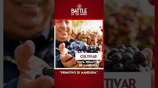 Welcome to “Battle of the Wines” Cantine Paolo Leo 🍷 of Puglia 🇮🇹 [upl. by Gertrud]