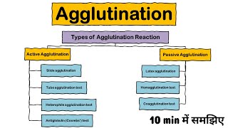 Agglutination Reaction  Types of agglutination  Active  Passive  Microbiology  AgAb Reaction [upl. by Nyleuqaj]