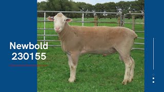 Lot 10  Newbold Poll Dorset 230155 [upl. by Porter]