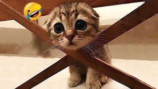 You Laugh You Lose🥰😹Funniest Dogs and Cats 2024🐶🐕 [upl. by Esoryram]