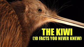 Kiwi Bird 🥝 10 FACTS You NEVER KNEW [upl. by Tsyhtema268]