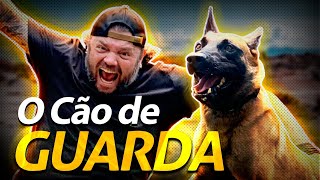 PASTOR DE MALINOIS O MELHOR CÃO DE GUARDA  Richard Rasmussen [upl. by Enneira]