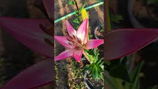 Lilium Plant Tips for Beginners 🌼  Easy Gardening Hack Lilium Flowering Plant Guide in 1 Minute 🌷 [upl. by Assilat]