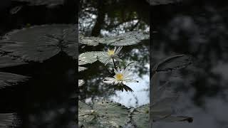 White Lotus Flowers😍AddSri Lankatoyourworldtourthistimeget an inspiration like thisshorts [upl. by Farand]