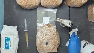 How to incoulate a grain spawn bag with spores or liquid culture [upl. by Gilead763]