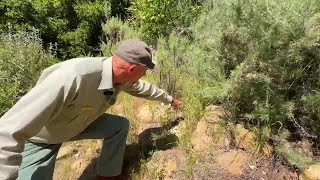 Local hospital sees spike in Rattlesnake bites how to avoid getting bitten [upl. by Neurath]