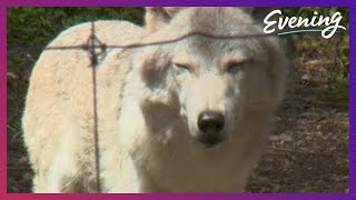 New sanctuary for Wolfdogs in Shelton is a howl [upl. by Ramled]