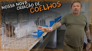 CONHEÇAM NOSSA NOVA CRIAÇÃO DE COELHOS  A CASA DOS BICHOS [upl. by Noonan628]