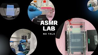 Cómo hacer una electroforesis en gel de agarosa para ADN  LAB ASMR [upl. by Aluino]