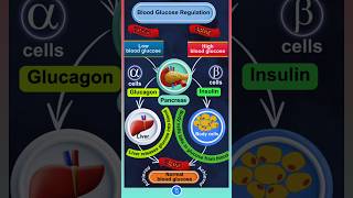 Blood Glucose Regulation Function of Glucagon and Insulin [upl. by Llenyr215]